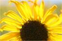 sunflower_tb.jpg